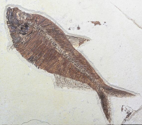 Diplomystus Fish Fossil - Green River Formation #62668